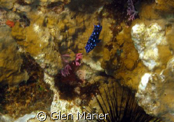 Blue Spotted hiding behind Sea Urchin by Glen Marier 